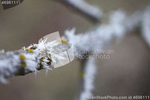 Image of Winter tree branch closeup