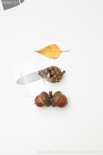 Image of Acorns, cone and leaf