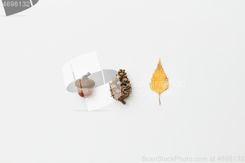 Image of Acorn, cone and leaf