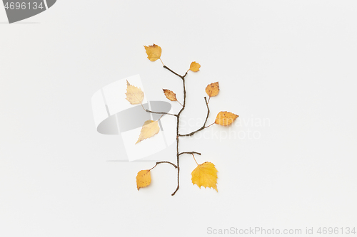 Image of Autumnal leaves and twigs