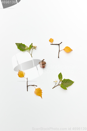 Image of Frame with acorn and leaves