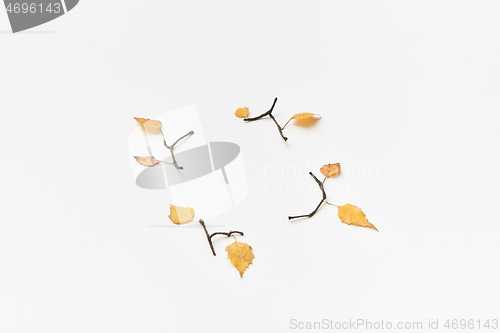 Image of Leaves and twigs