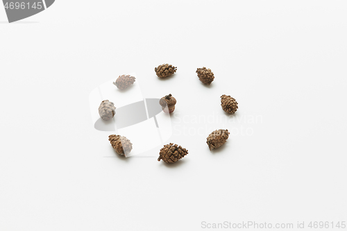 Image of Acorn in circle of cones