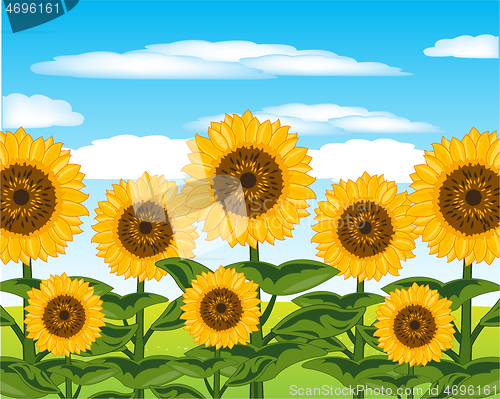 Image of Field with useful plant sunflower year daytime