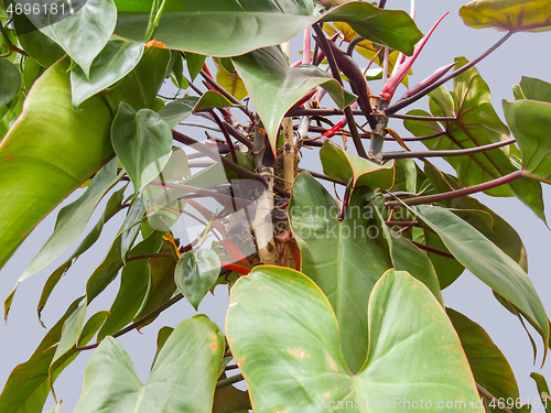 Image of philodendron plant detail