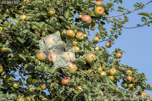 Image of apples on tree