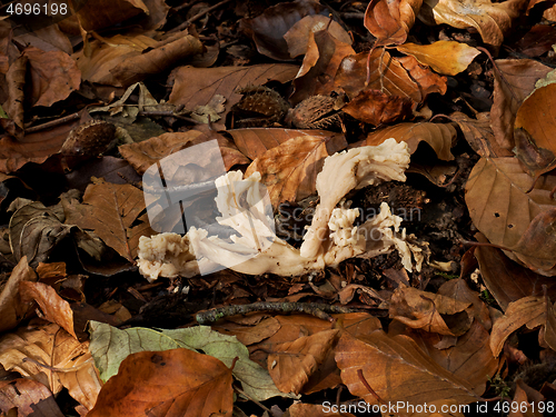 Image of White Saddle Fungus