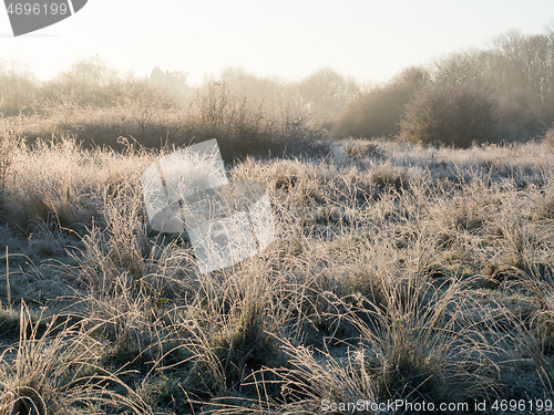 Image of Frosty Morning Golden Hour Heathland