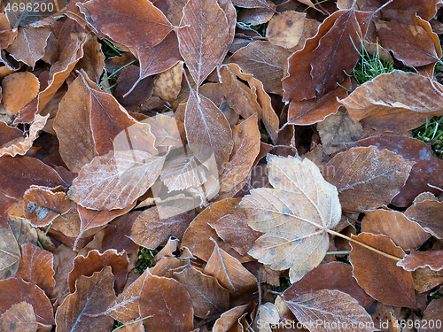 Image of Fallen Leaves with Light Frost