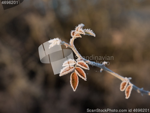 Image of Leaves Edged with Frost