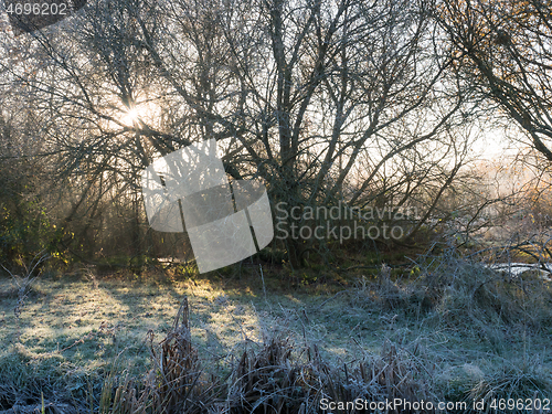 Image of Sunlight Through Tree on Frosty Morning