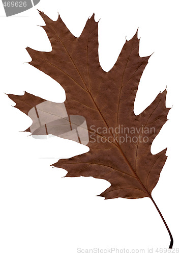 Image of Autumn brown sheet of an oak.