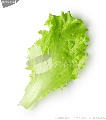 Image of fresh lettuce leaf