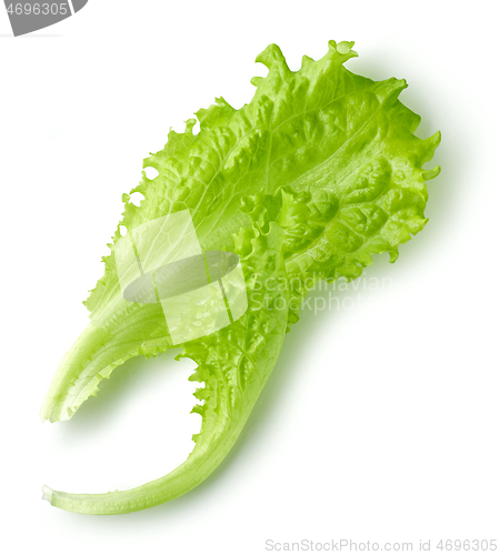 Image of fresh lettuce leaves