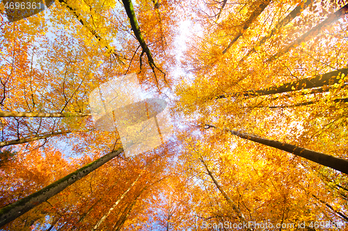 Image of Trees in fall.