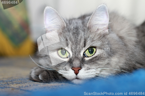 Image of Close-up of Cute Fluffy Silver Siberian Cat Looking At Camera 