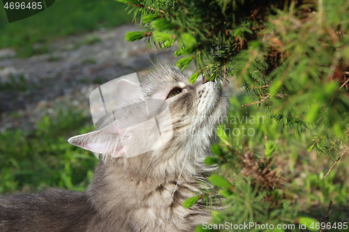 Image of Fluffy Gray Cat Enjoying Spring Greenery Scents