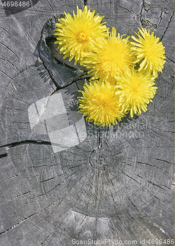 Image of Yellow Flowers On The Old Gray Wooden Background