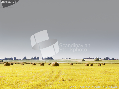 Image of Yellow Mown Field Under Gray Sky - Rural Landscape
