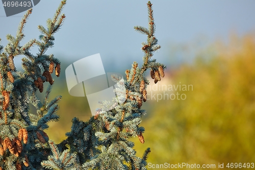 Image of Pine Tree Closeup