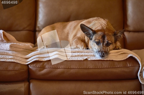 Image of Dog resting on the couch