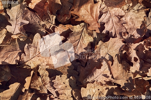 Image of Fallen autumn leaves