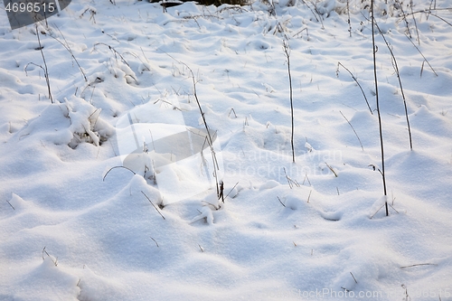 Image of First snow on a meadow