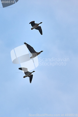 Image of Wild Geese Flying