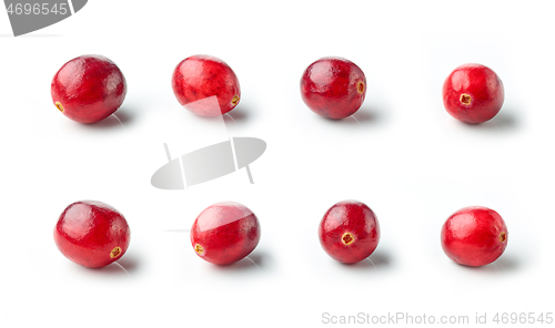 Image of fresh red cranberries