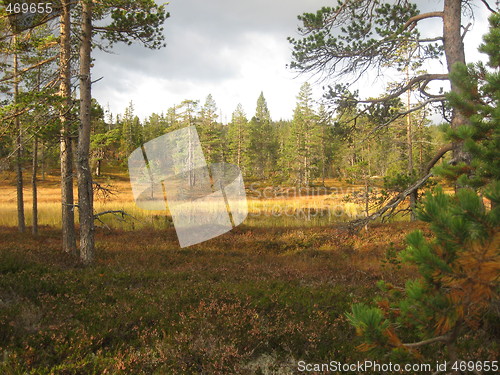 Image of Autumn in Norwegian forest