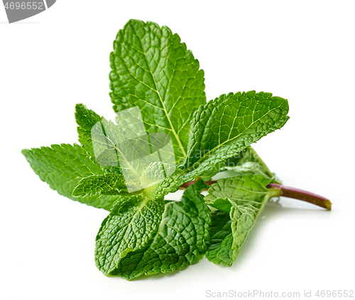 Image of fresh green mint leaves