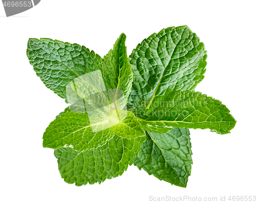 Image of fresh green mint leaves