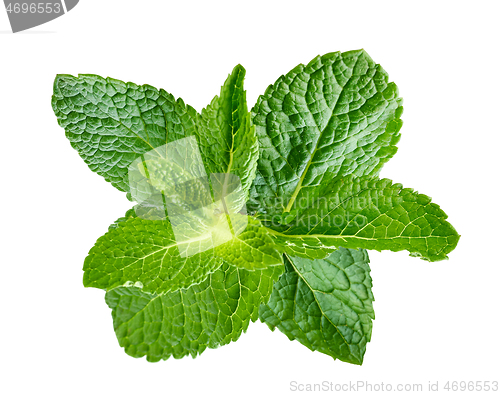 Image of fresh green mint leaves