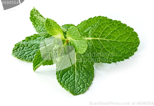 Image of fresh green mint leaves