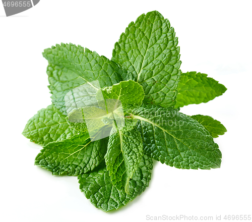 Image of fresh green mint leaves