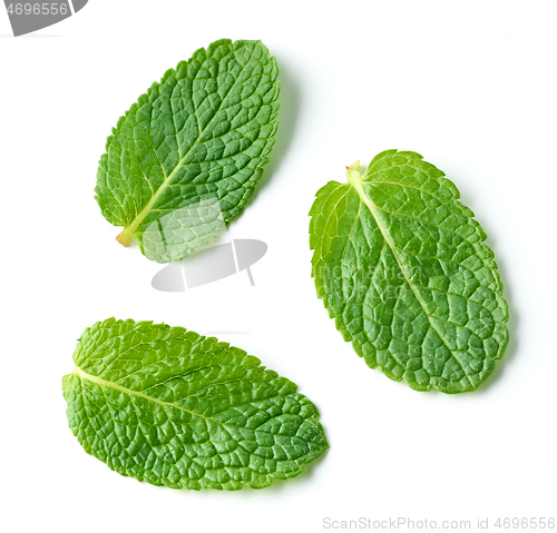 Image of fresh green mint leaves