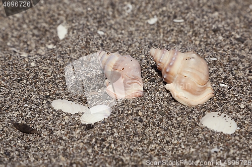 Image of Snail shells on a beach