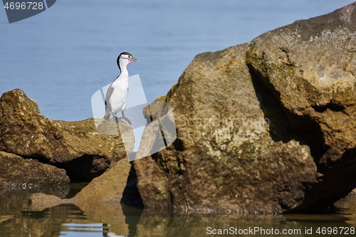 Image of Pied Shag bird in the New Zealand