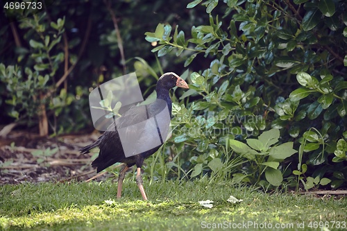 Image of Pukeko bird in New Zealand