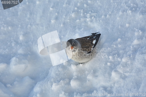 Image of Bird searching for food in winter