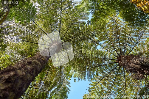 Image of Lush green tree ferns