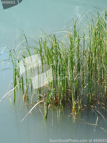 Image of green reeds in a turquoise lake