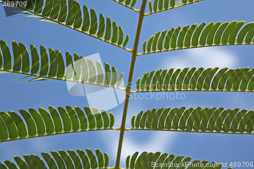 Image of Acacia leaves