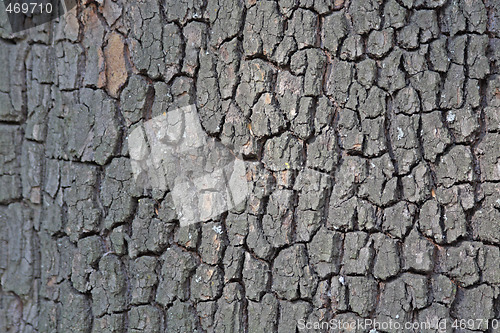 Image of Chestnut tree bark