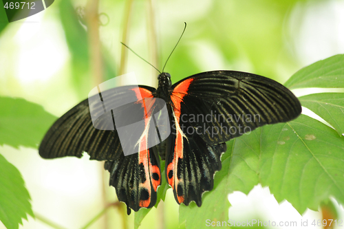 Image of Butterfly