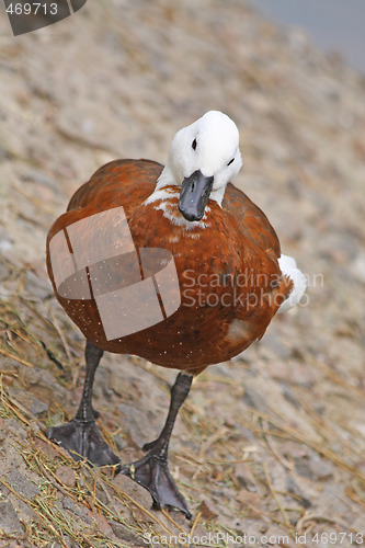 Image of Duck