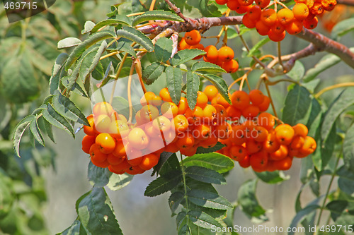 Image of Rowan berry bunch