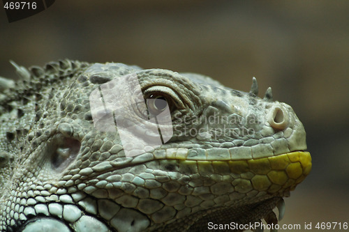 Image of Iguana