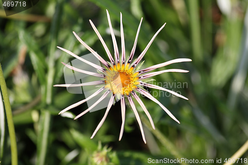 Image of Gazania