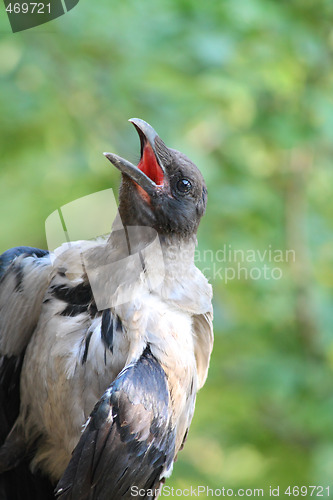 Image of Croaking crow